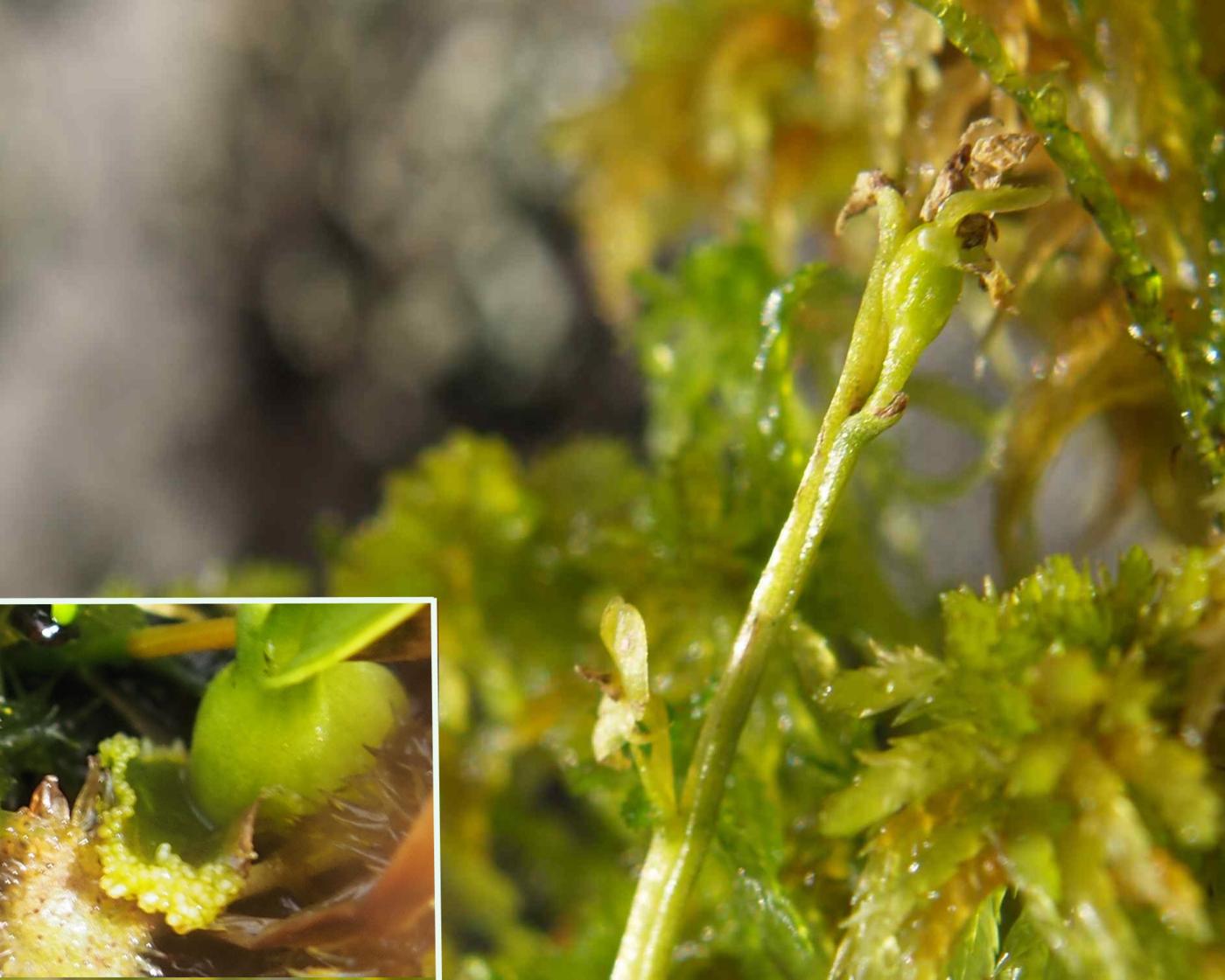 Orchid, (Little) Bog fruit